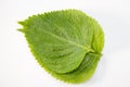 Perilla Leaf Royalty Free Stock Photo