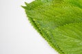 Perilla Leaf Royalty Free Stock Photo