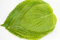 Perilla Leaf Royalty Free Stock Photo
