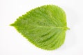 Perilla Leaf Royalty Free Stock Photo