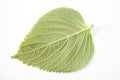 Perilla Leaf Royalty Free Stock Photo