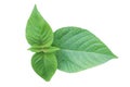 perilla leaf isolated, lantana leaf isolated in white background. green leaves isolated in white background Royalty Free Stock Photo