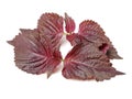 Perilla Shiso Leaf Royalty Free Stock Photo