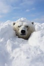 The Perils of Polar Bears: An Intimate Look at the Hidden Danger