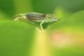 Perinet chameleon Royalty Free Stock Photo