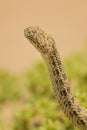 Peringuey`s Adder - Bitis peringueyi