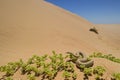 Peringuey`s Adder - Bitis peringueyi