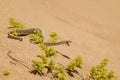 Peringuey`s Adder - Bitis peringueyi