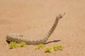 Peringuey`s Adder - Bitis peringueyi