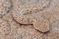 Peringuey's Adder snake perched on the sandy ground.