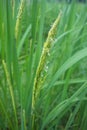 In the vigorous growth period of rice fields,Thailand