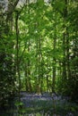 In this period of time England forests are just having the most beautiful aroma from a lovely cover of blubells Royalty Free Stock Photo