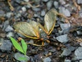 Periodical Brood X Cicada on the Ground, Close Up Royalty Free Stock Photo