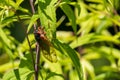 Periodical Brood X Cicada on a Plant