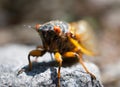 Periodical Brood X Cicada on a Rock, Close Up Royalty Free Stock Photo