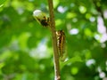 Periodical Brood X Cicadas on a Tree Branch, Close Up Royalty Free Stock Photo