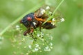 Periodical Cicada Royalty Free Stock Photo