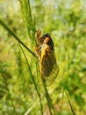 Periodical cicada insect rests on field grass in Virginia