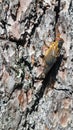 Periodical cicada insect sits on the bark of a tree in Virginia