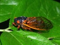 Periodical Cicada (Magicicada septendecim) Royalty Free Stock Photo