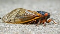 Periodical Cicada Magicicada septendecim On The Ground Royalty Free Stock Photo