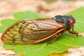 Periodical Cicada (magicicada species)