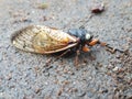 Periodical cicada with rare white eyes on a sidewalk or driveway