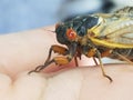Periodical cicada sits on a person& x27;s hand