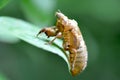 Periodical Cicada Skin Royalty Free Stock Photo