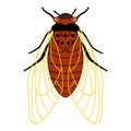 Periodical cicadas of Brood X. Cartoon illustration of an insect with wings and tentacles. Cicada - flat illustration, top view,