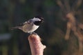 Periparus ater titmouse Royalty Free Stock Photo