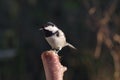 Periparus ater titmouse