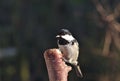 Periparus ater titmouse Royalty Free Stock Photo
