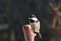 Periparus ater titmouse