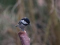 Periparus ater titmouse