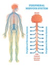 Peripheral nervous system, medical vector illustration diagram with brain, spinal cord and nerves. Royalty Free Stock Photo