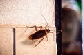 Periplaneta cockroach, known as red cockroach or American cockroach,walking along the wall of the house, fear of cockroach