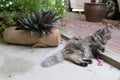 Perisan-tricolor cat yawning