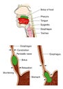 Peristalsis