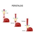 Peristalsis. esophageal motility