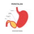 Peristalsis movement poster