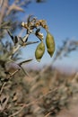 PERITOMA ARBOREA FRUIT - JOSHUA TREE NP - 120120 C Royalty Free Stock Photo