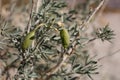 PERITOMA ARBOREA FRUIT - JOSHUA TREE NP - 120120 A Royalty Free Stock Photo