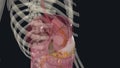 The peritoneum is a continuous membrane which lines the abdominal cavity and covers the abdominal organs