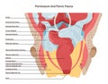 Peritoneum and pelvic fascia. Blood supply and muscular strucutre Royalty Free Stock Photo