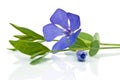 Periwinkle