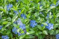 Periwinkle Royalty Free Stock Photo