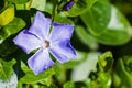 Periwinkle blue flowers Vinca major blooming in spring Royalty Free Stock Photo