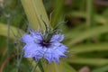 Periwinkle Blue Love in the Mist