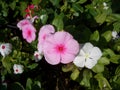 Periwinkle, Catharanthus rosea, Madagascar Periwinkle, Vinca, Apocynaceae name flower white and pink color springtime in garden on